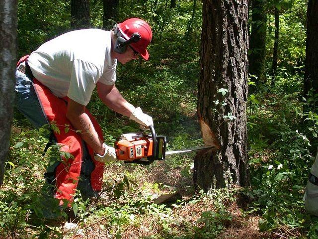 cutting log with a chainsaw